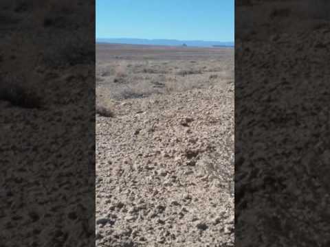 Navajo Nation Coyote Control