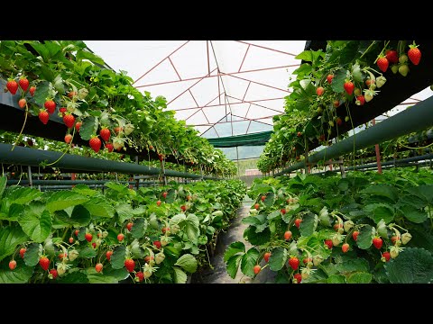 , title : 'DaLat#1 Trang trại dâu tây thủy canh tuyệt đẹp ở Đà Lạt | Gorgeous hydroponic strawberry farm'