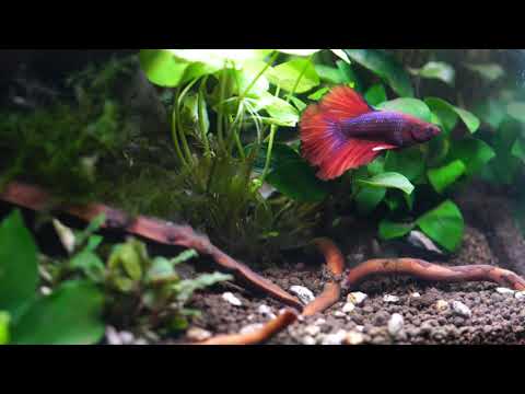 Adding a Betta into my Nano Fish Tank - "The Lost World" Aquarium