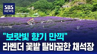 "보랏빛 향기 만끽"..라벤더 꽃밭 탈바꿈한 채석장 일대 / SBS