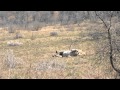 Lion Has Seizure After Chasing Wildebeest