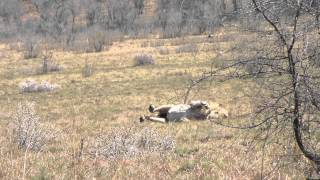 Lion has seizure after chasing wildebeest.