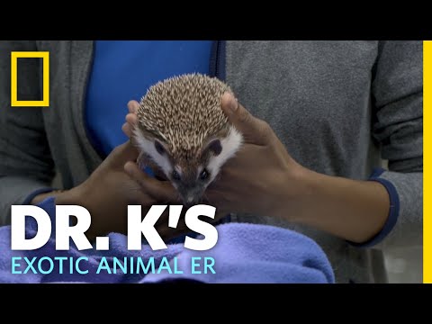 A Hedgehog Gets Checked For Mites | Dr. K's Exotic Animal ER