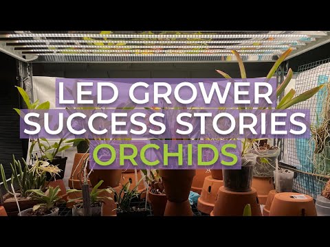 Active Grow T5 LED Grow Lights Vs. T5 Fluorescent Tubes for Orchids