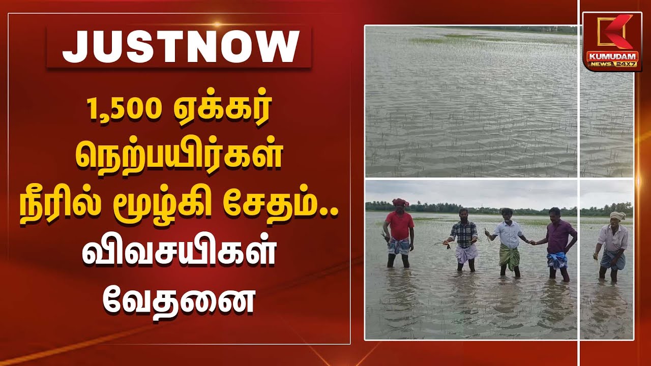 1,500 ஏக்கர் நெற்பயிர்கள் நீரில் மூழ்கி சேதம்: விவசாயிகள் கவலை | Agriculture Loss | Kumudam News