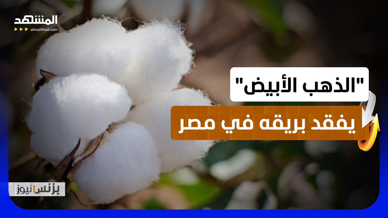 تراجع حاد يهدد مستقبل القطن المصري بعد انخفاض واسع بالإنتاج - بزنس نيوز