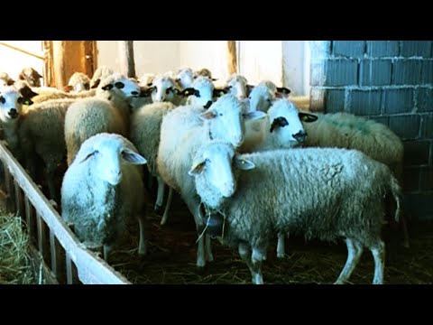 Info - Zaštita ovaca od metilja (TV KCN 05.04.2022)