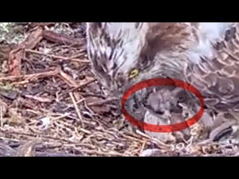 NEWS! Welcome little bob3 - the third Loch Arkaig Osprey chick has hatched! 27 May 2025 (zoom)