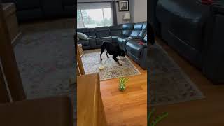 Video preview image #1 Rottweiler Puppy For Sale in Hillsboro, NH, USA