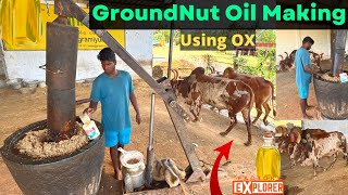 HOW? Groundnut Oil is made by OX | Traditional Oil Extraction