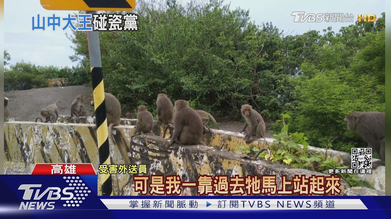 獼猴耍心機「碰瓷」?! 外送餐點全遭猴群搶光了