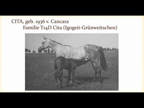 6. Trakehner Kamingespräch - Das Erbe der Trakehner Stutenfamilien schützen!