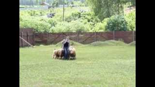 preview picture of video 'IHT TS 1 (Sheepdog trials FCI) 9.06.12, Briard Krosha'