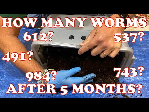 Red Wigglers Counted! How Many Can The Tiny Worm Bin Hold? | Vermicompost Worm Farm