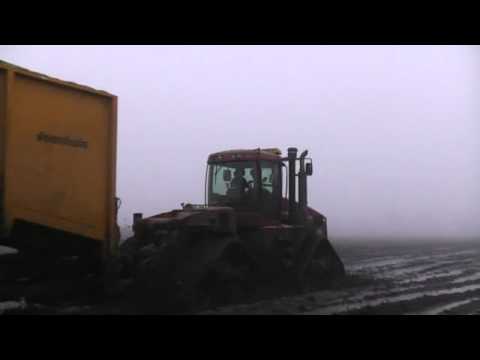 Maisernte im Moor 2010