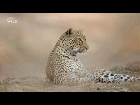 Африканские охотники 3 сезон 4 серия - Леопард, который сменил цвет своих пятен