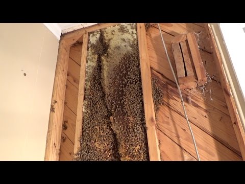 download lagu mp3 mp4 Bee My Home, download lagu Bee My Home gratis, unduh video klip Bee My Home