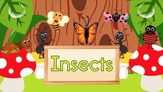 Insect Song