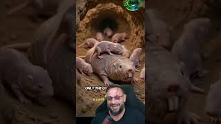 Esse animal desafia as leis da natureza? É imortal? #biologohenrique  #ratotoupeirapelado #biologo