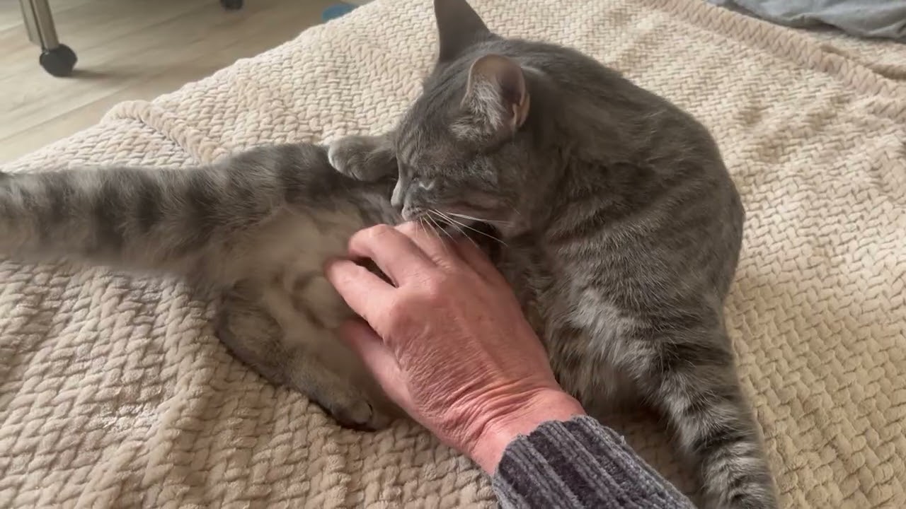 Mikey & Ms Goose w/video, a ADOPTABLE Domestic Short Hair in Eagle Point, OR video 5/5
