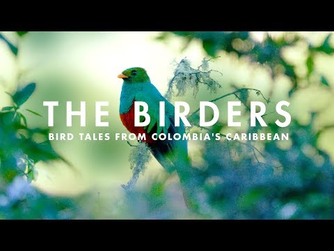 THE BIRDERS | Bird tales from Colombia's Caribbean.