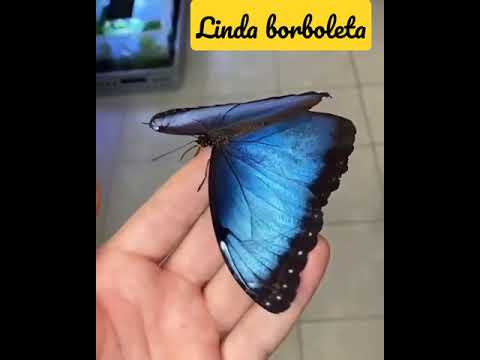 ❤️Vejam que linda borboleta azul❤️