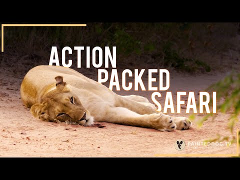 Action Packed Safari with Amogh!