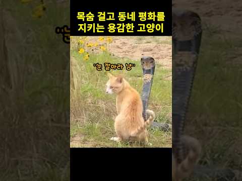 목숨 걸고 동네 평화를 지키는 용감한 고양이