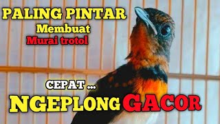 Download lagu CUKUP 30 DETIK .! Murai trotol dan murai batu pastol Pasti ikut BUNYI GACOR | Pancingan murai trotol mp3 Download lagu CUKUP 30 DETIK .! Murai trotol dan murai batu pastol Pasti ikut BUNYI GACOR | Pancingan murai trotol mp3