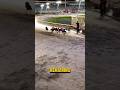 How To Stop A Greyhound Race! #shorts