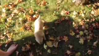 Video preview image #1 Poodle (Toy) Puppy For Sale in CHANUTE, KS, USA