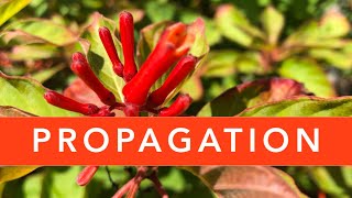 FIREBUSH PROPAGATION | Florida Native Plants