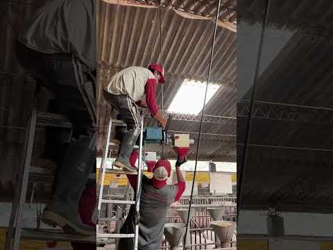 Sistema Automático para 700 Cerdas Gestantes en Ecuador 🐷