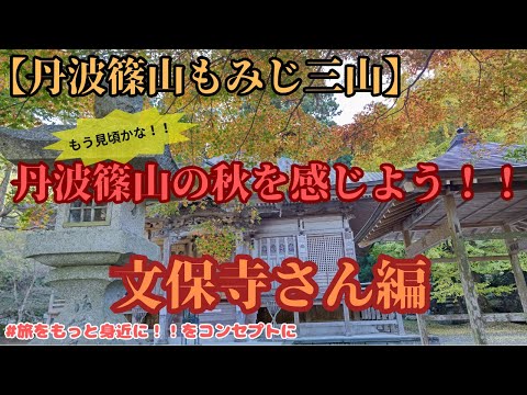 [Tamba Sasayama Maple Sanzan] Seita Tendai Templo Matsuoyama Bunpoji 🍁Vamos começar a visitar as folhas de outono ♪ #Turismo #Dirigir #Folhas de outono
