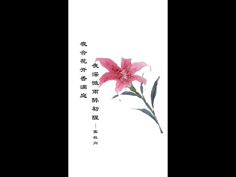 百合花照片