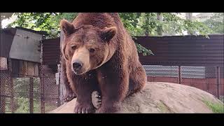 Ursul Baloo - Stațiunea Straja #romania #bear #animals