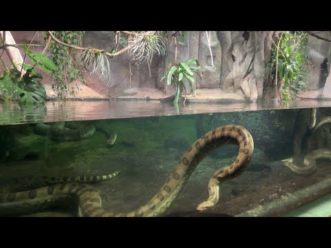 Anakonda v Zoo Praha připlave na zavolání a nebojí se lidí