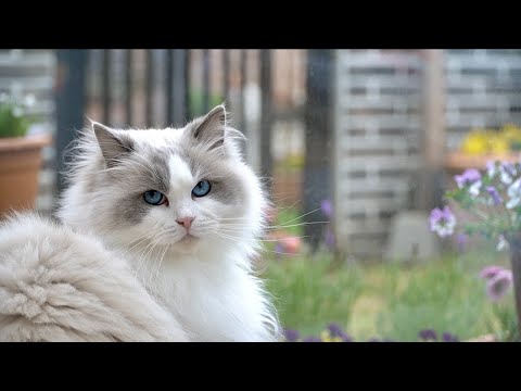 비가 너무 좋아 애교 폭발한 고양이