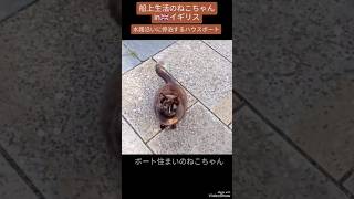 イギリスで船上生活するねこちゃん、しかも妊娠中!!#shorts #イギリス #ねこ #aylesbury