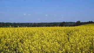 preview picture of video 'Rapsfeld bei Rümpel mit Blick auf Bad Oldesloe 29.05.2010'