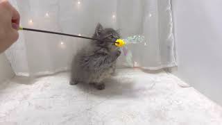 ミヌエットの動画01