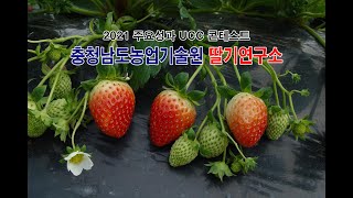 충청남도농업기술원 딸기연구소