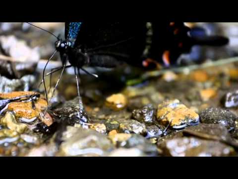 おしっこをするミヤマカラスアゲハ