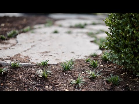 Dwarf Mondo Grass (the perfect path companion)