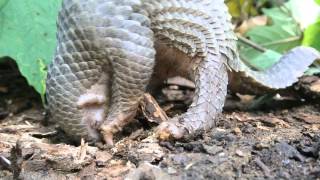 preview picture of video 'Baby pangolin-Palawan scaly anteater foraging for termites.'