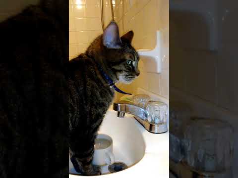 A REAL LIVE ARISTO..CAT....#priderockkitty....