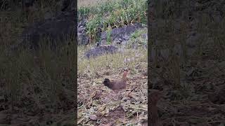 Download lagu tiếng gà rừng mái đỉnh cao.suab poj qaib qus xeev zoo tiag tiag mp3 Download lagu tiếng gà rừng mái đỉnh cao.suab poj qaib qus xeev zoo tiag tiag mp3