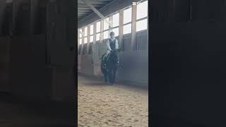 Download lagu wrong diagonal 😭😭😭 lil Chanel! 💕 #horse mp3 Download lagu wrong diagonal 😭😭😭 lil Chanel! 💕 #horse mp3