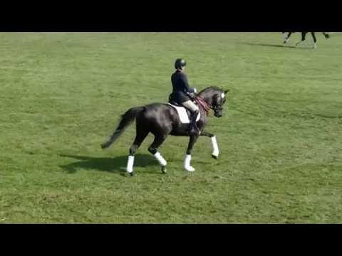 Phantastica auf der Hengstparade 2016 in Neustadt/Dosse