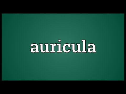 Auricula Meaning
